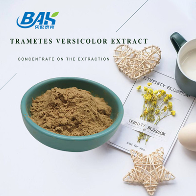 Extrait Versicolor de Trametes de supplément d'extrait de champignon de catégorie comestible 10% - 50%