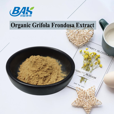 Extrait organique de Grifola Frondosa bêta-glucan 70% Extrait de champignon Supplément UV VIS en poudre