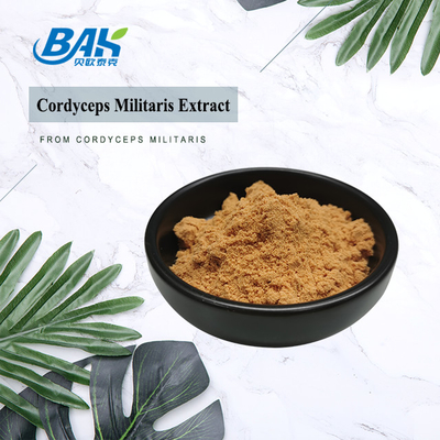 Supplément de protection de foie d'extrait de Cordyceps Militaris poudre de 1% - de 6% Cordycepin