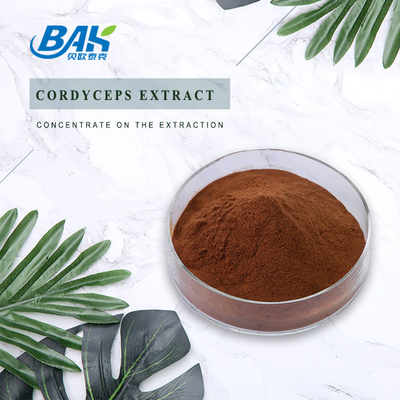 Le supplément Cordyceps de la santé des hommes de Cordycepin 5% 10% 20% extraient la poudre de Brown