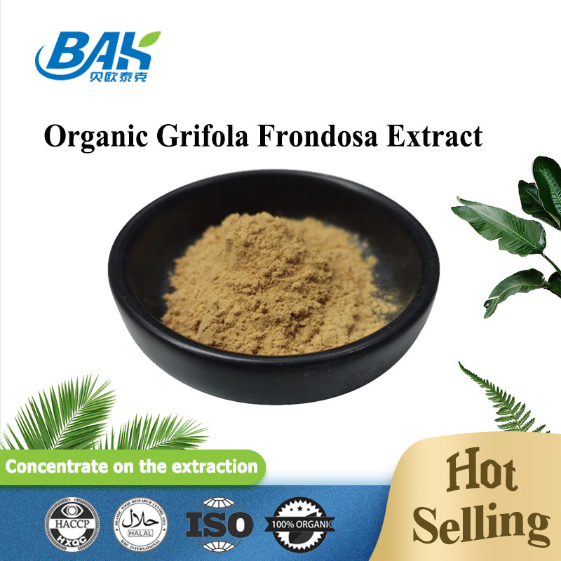 Extrait organique de Grifola Frondosa bêta-glucan 70% Extrait de champignon Supplément UV VIS en poudre