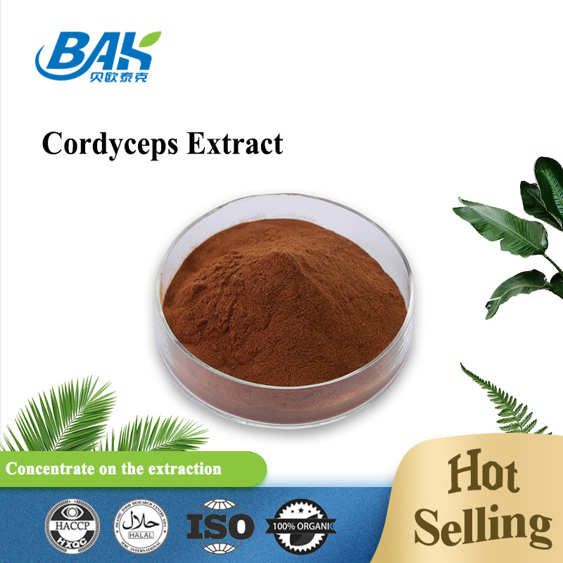 Le supplément Cordyceps de la santé des hommes de Cordycepin 5% 10% 20% extraient la poudre de Brown